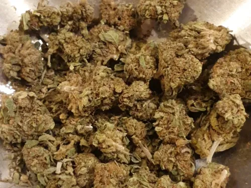 En vidéo : les boutiques de CBD au bord de la fermeture